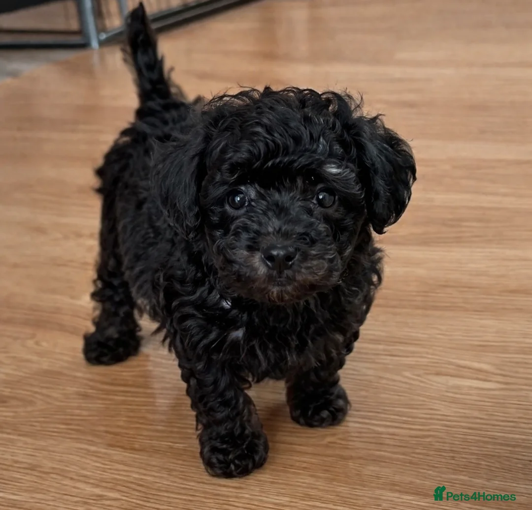 Maltipoo dogs for sale: Beautiful puppies for sale - Advert 2