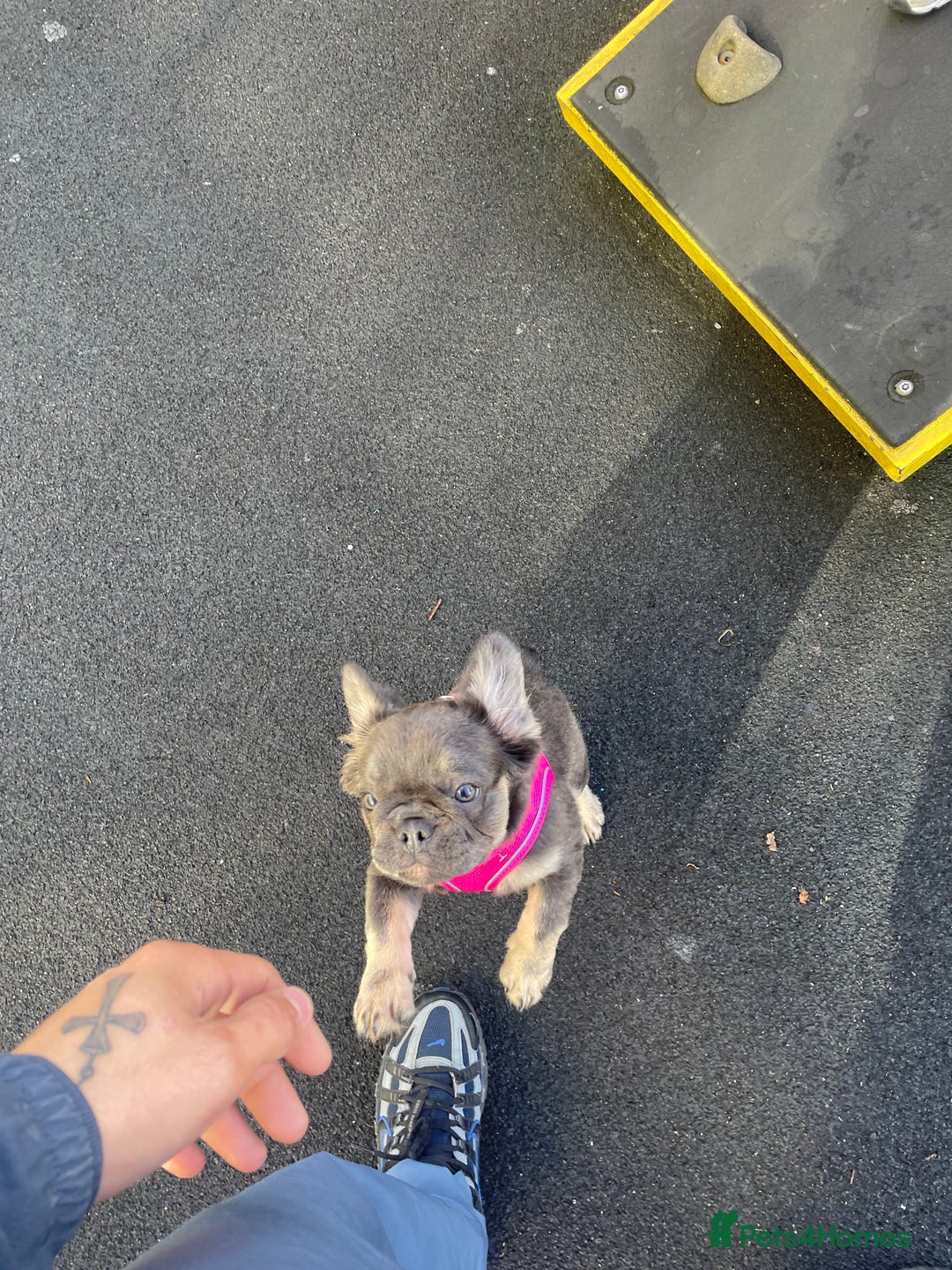 French Bulldog dogs for sale: Fluffy frenchbulldog  - Advert 3