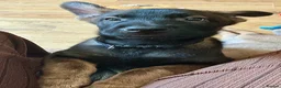 Belgian Shepherd Dog dogs for sale: last Belgian shepherd Harry READY TO GO - Advert 38