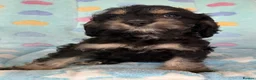 Cockapoo dogs for sale: Beautiful cockapoos 🐶🐶 ready now - Advert 25
