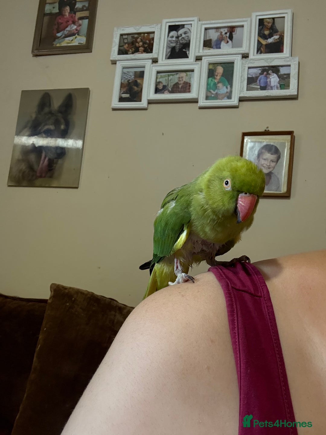 Ringnecks birds for sale: Tame ringneck  - Advert 5