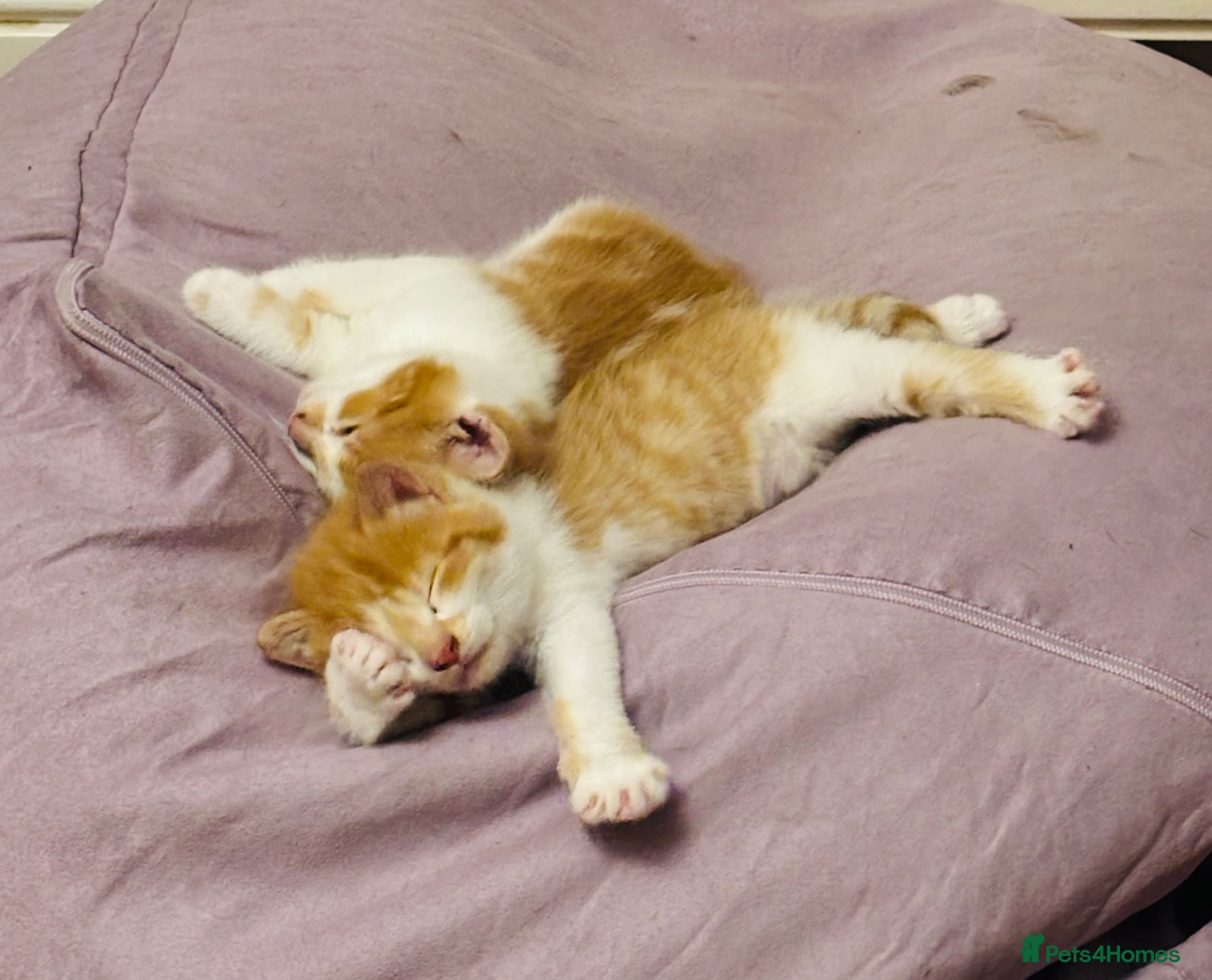 Mixed Breed cats Kittens 3 ginger MainecoonXbengal ready now 🐈🐈 - Advert 9