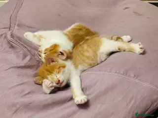 Mixed Breed cats Kittens 3 ginger MainecoonXbengal ready now 🐈🐈 - Advert 9