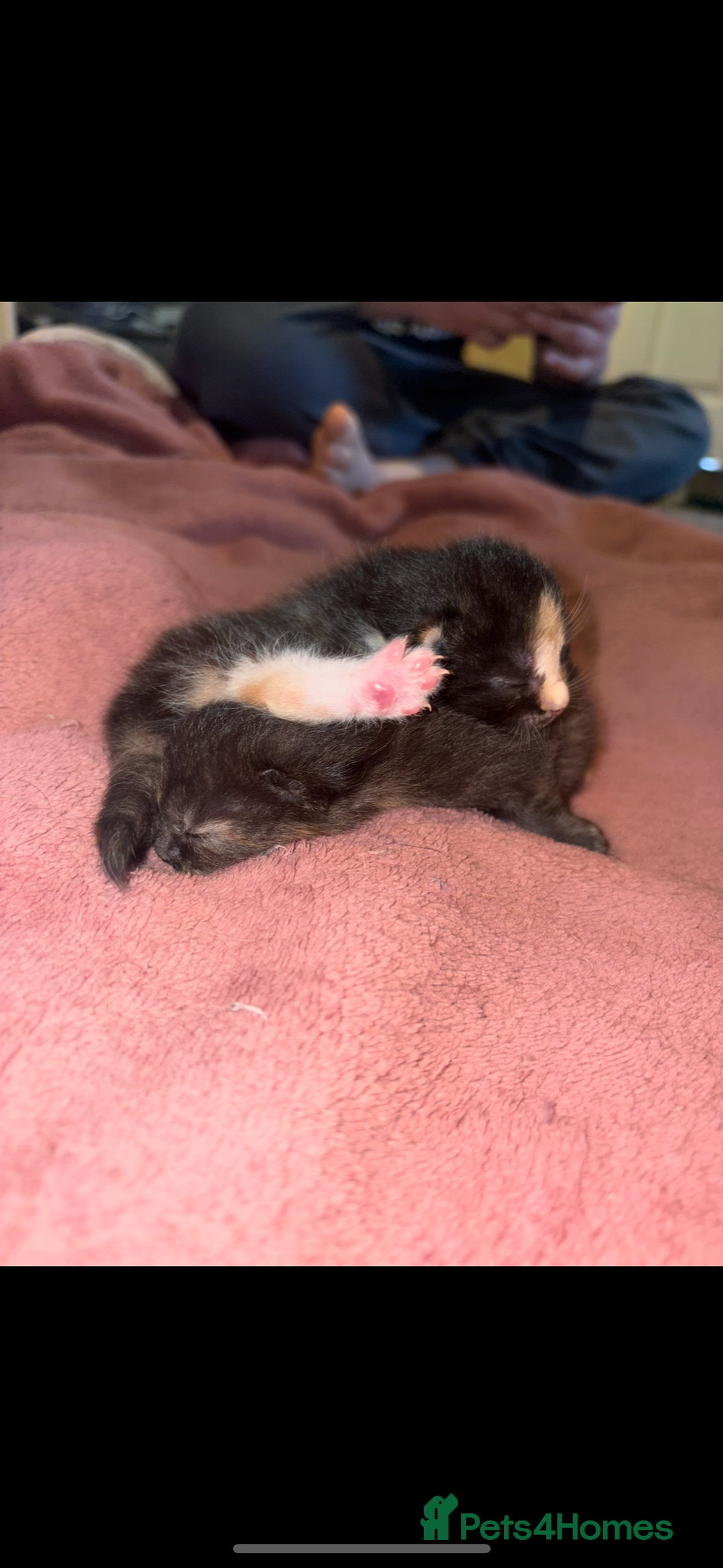 Mixed Breed cats for sale: 2 beautiful kittens  - Advert 2