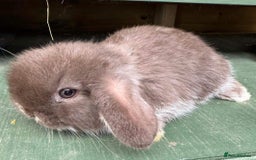 Mini Lop rabbits for sale: MINI LOP BUNNIES / PEDIGREE  - Image 25