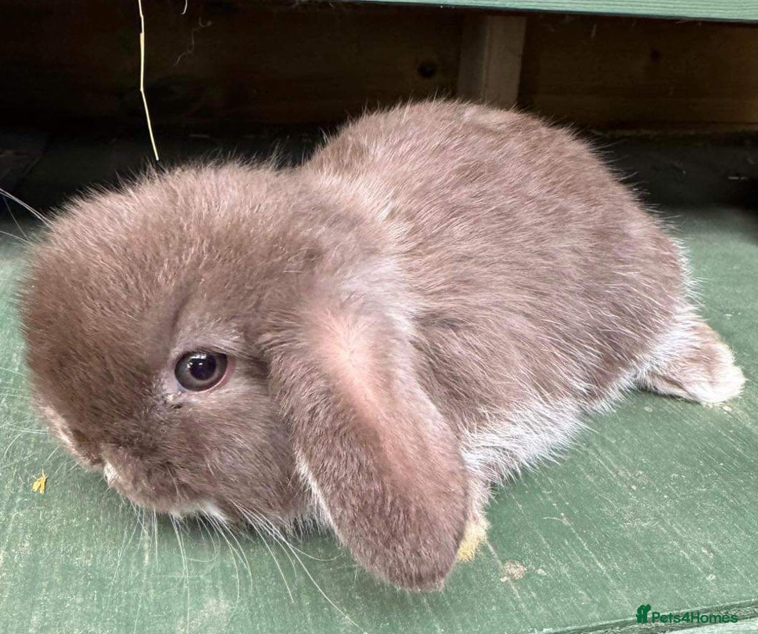 Mini Lop rabbits for sale: MINI LOP BUNNIES / PEDIGREE  - Image 25