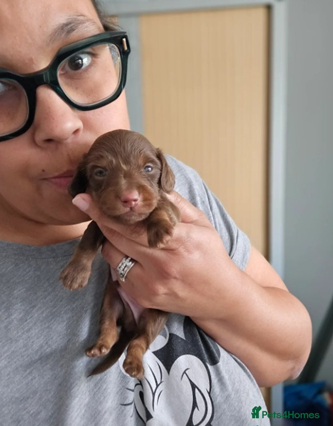 Miniature Dachshund dogs for sale: Adorable Miniature Long-Haired Dachshund Puppies  - Advert 5