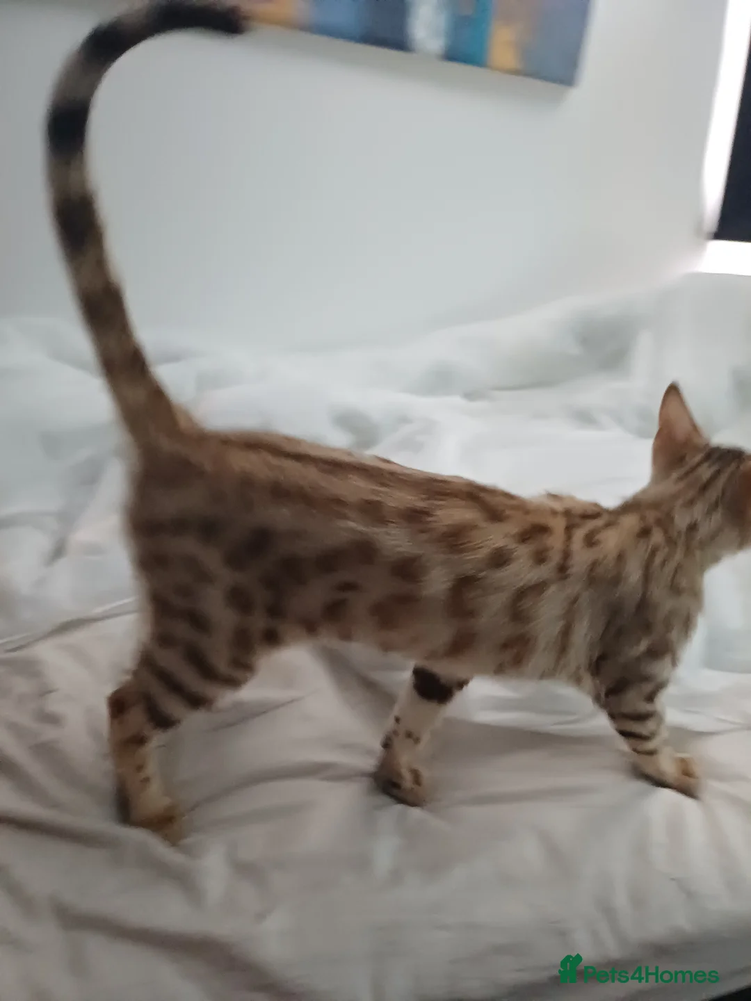 Bengal cats for sale: Sweet bengal kitten - Advert 5