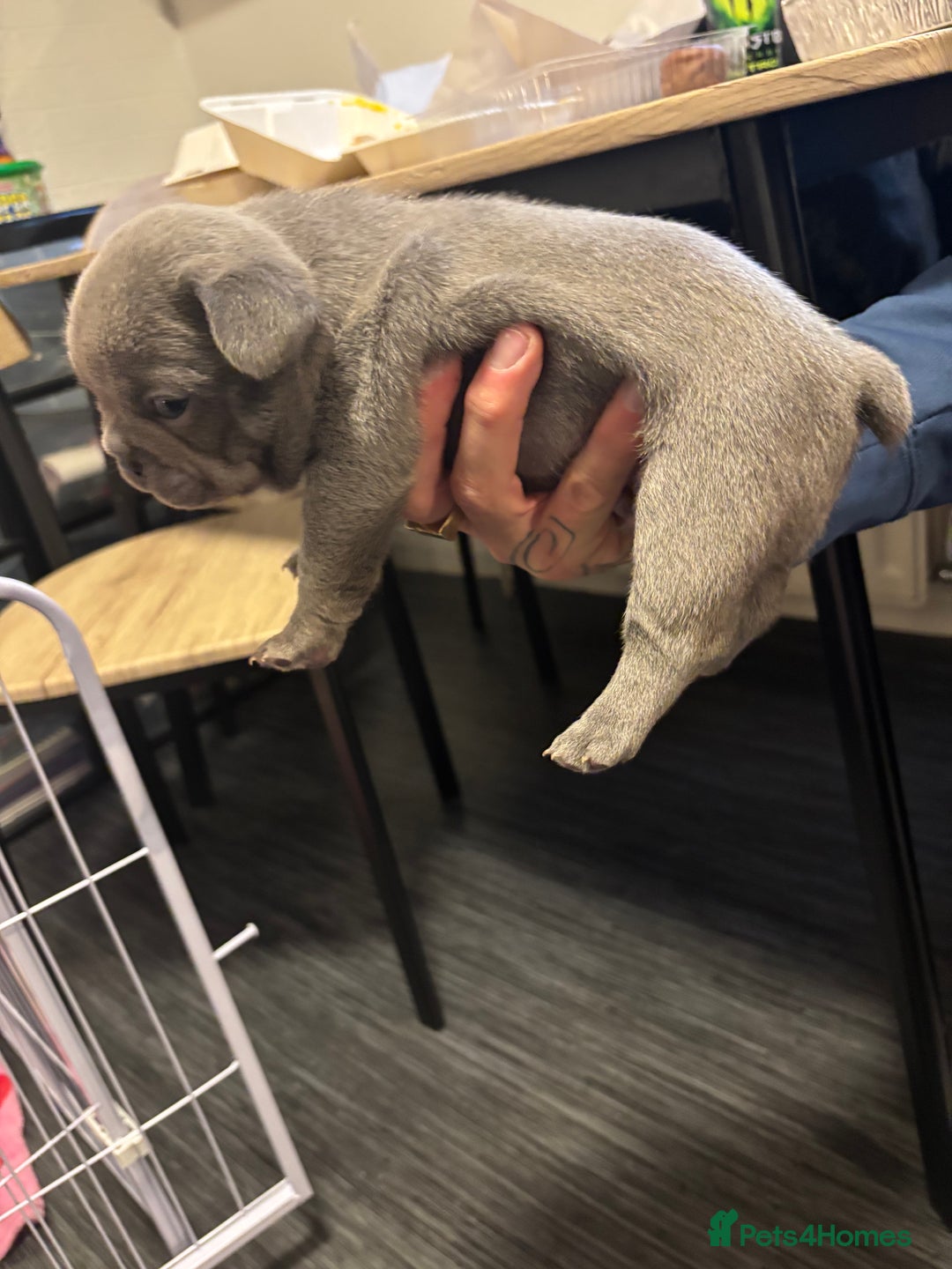 French Bulldog dogs for sale: Male French bulldog puppies  - Advert 7