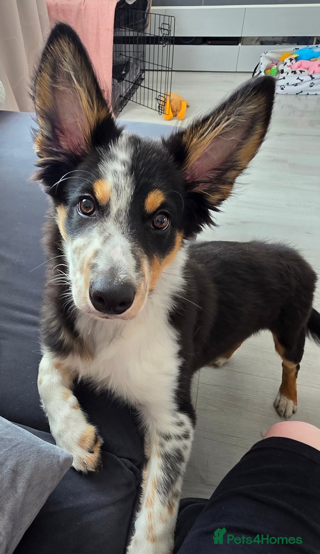 Border Collie dogs for sale: 6 months - beautiful border collie. - Image 1