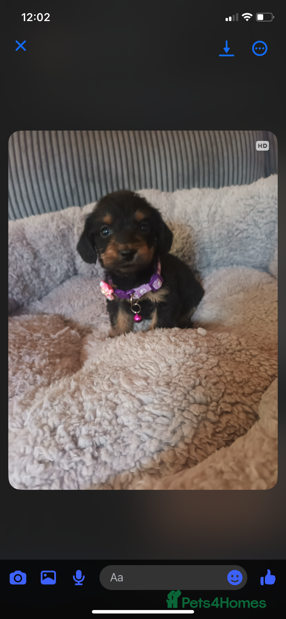 Mixed Breed dogs for sale: Dachshund x Chiwawa  - Image 4