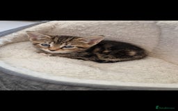 Mixed Breed cats for sale: Beautiful mix bengal kittens. - Image 7