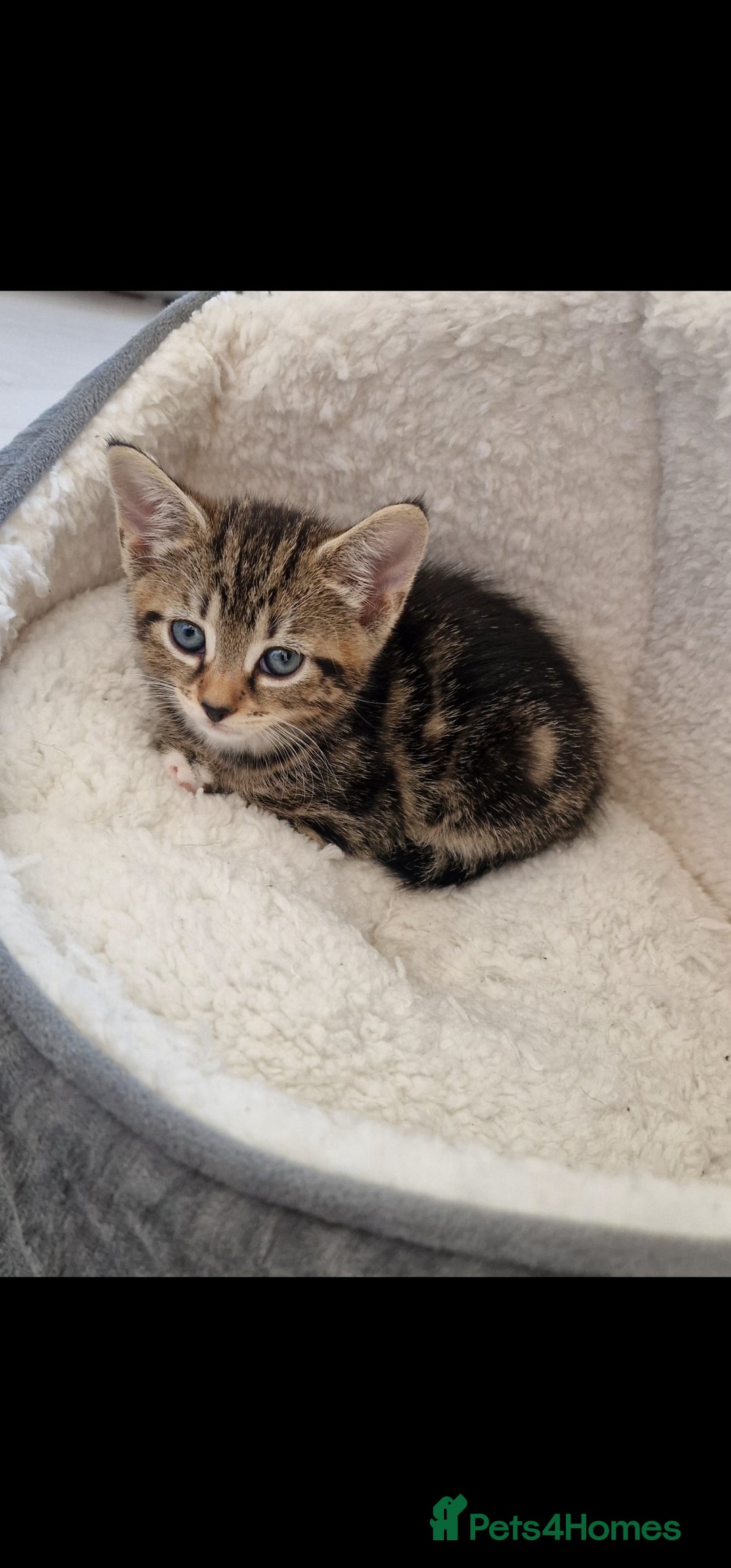 Mixed Breed cats for sale: Beautiful mix bengal kittens. - Image 7