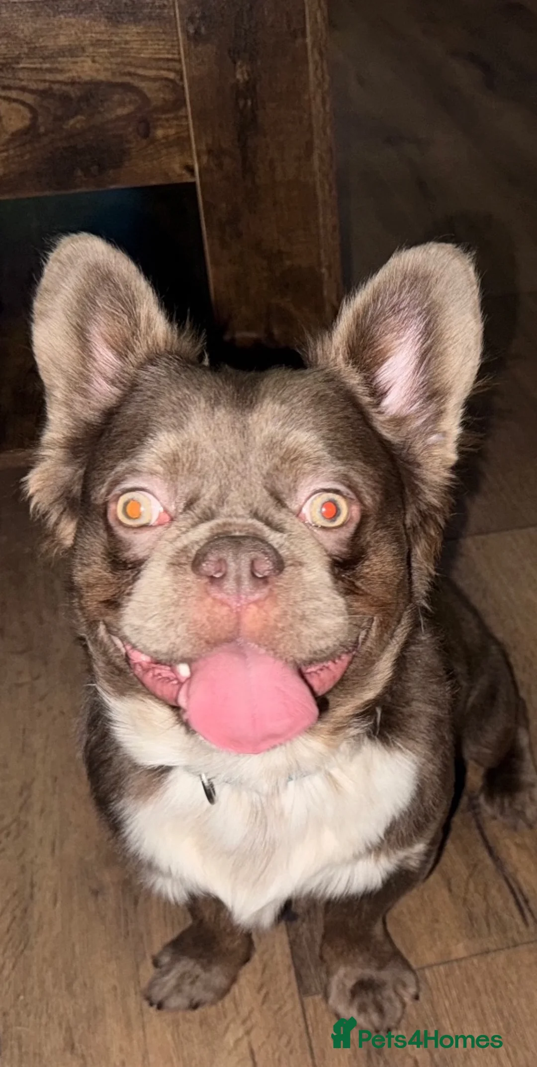 French Bulldog dogs for stud: Stud  in Halifax - Advert 3