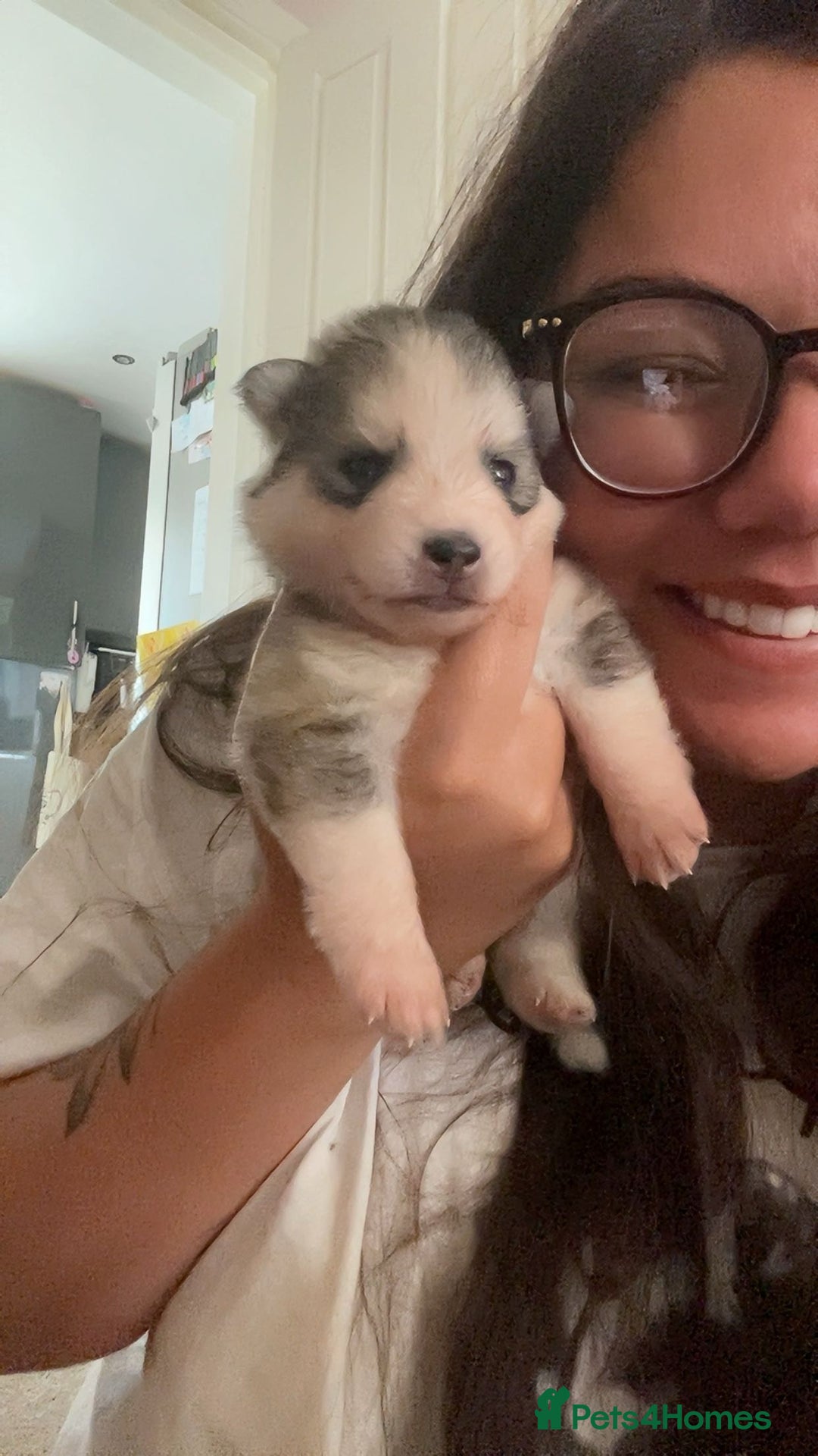 Pomsky dogs for sale: Pomsky puppies - Image 12