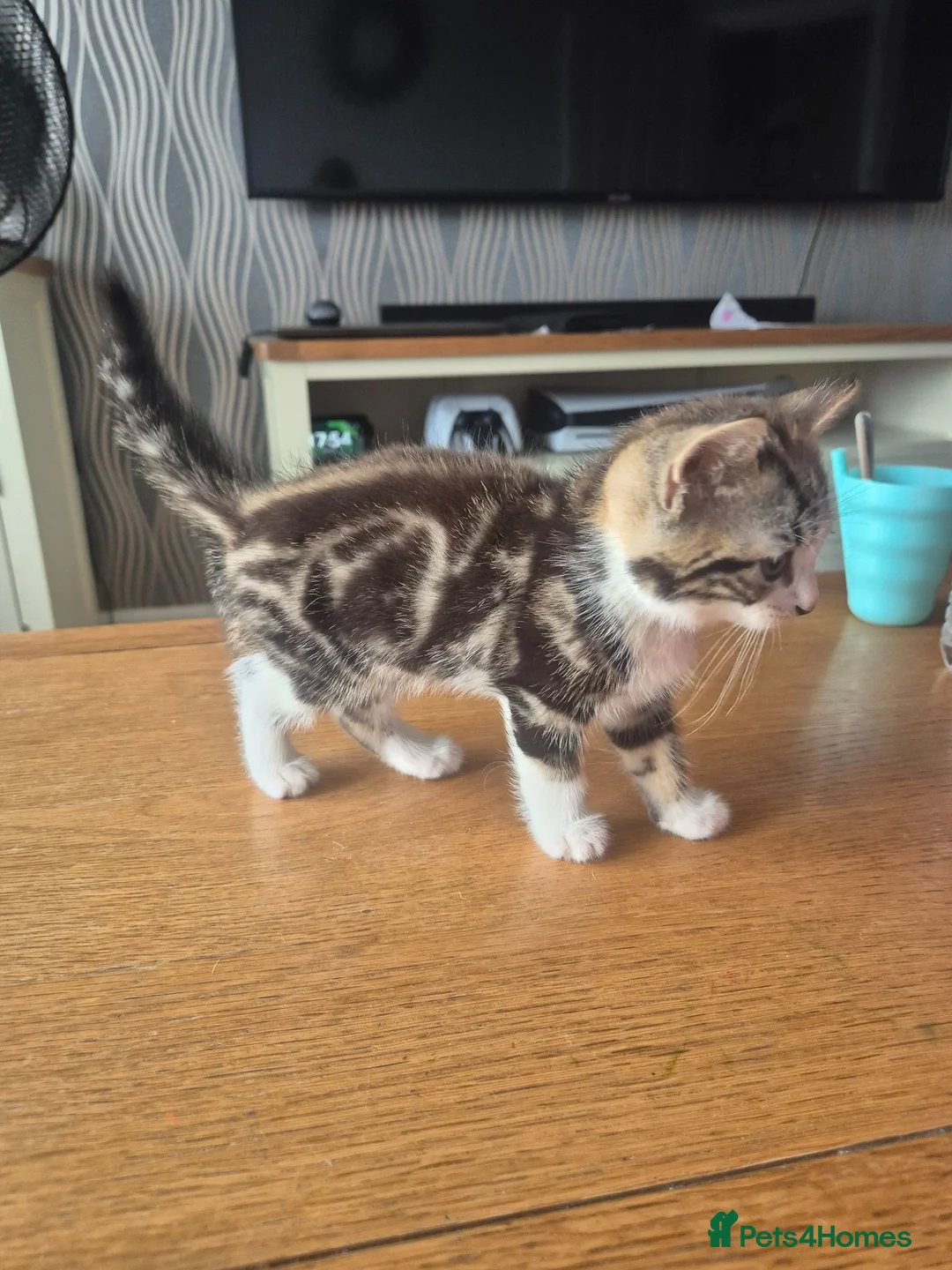 Mixed Breed cats for sale: 3 MALE KITTENS AVAILABLE NOW - Advert 1