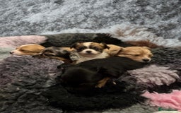 Chihuahua dogs for sale: Stunning longhaired Chihuahua puppies  - Image 11