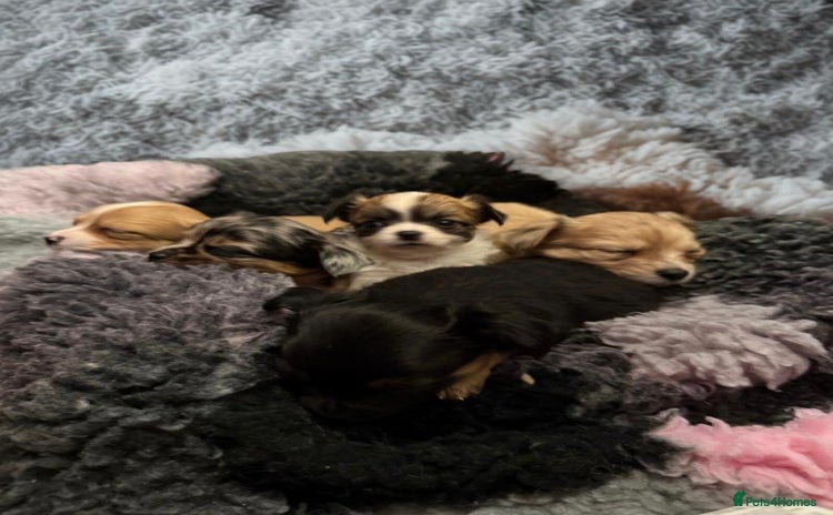 Chihuahua dogs - Advert 5