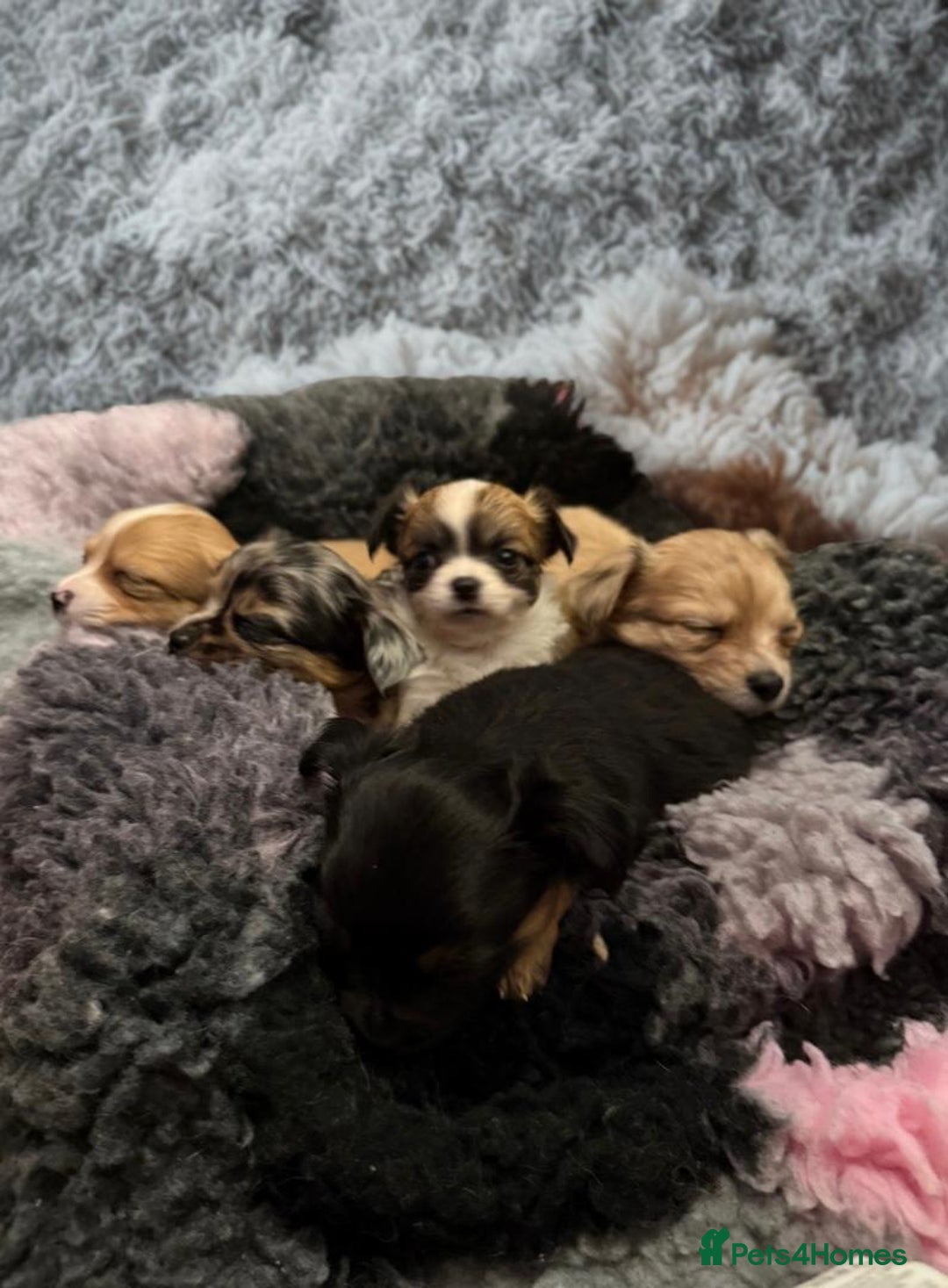 Chihuahua dogs for sale: Stunning longhaired Chihuahua puppies  - Image 11