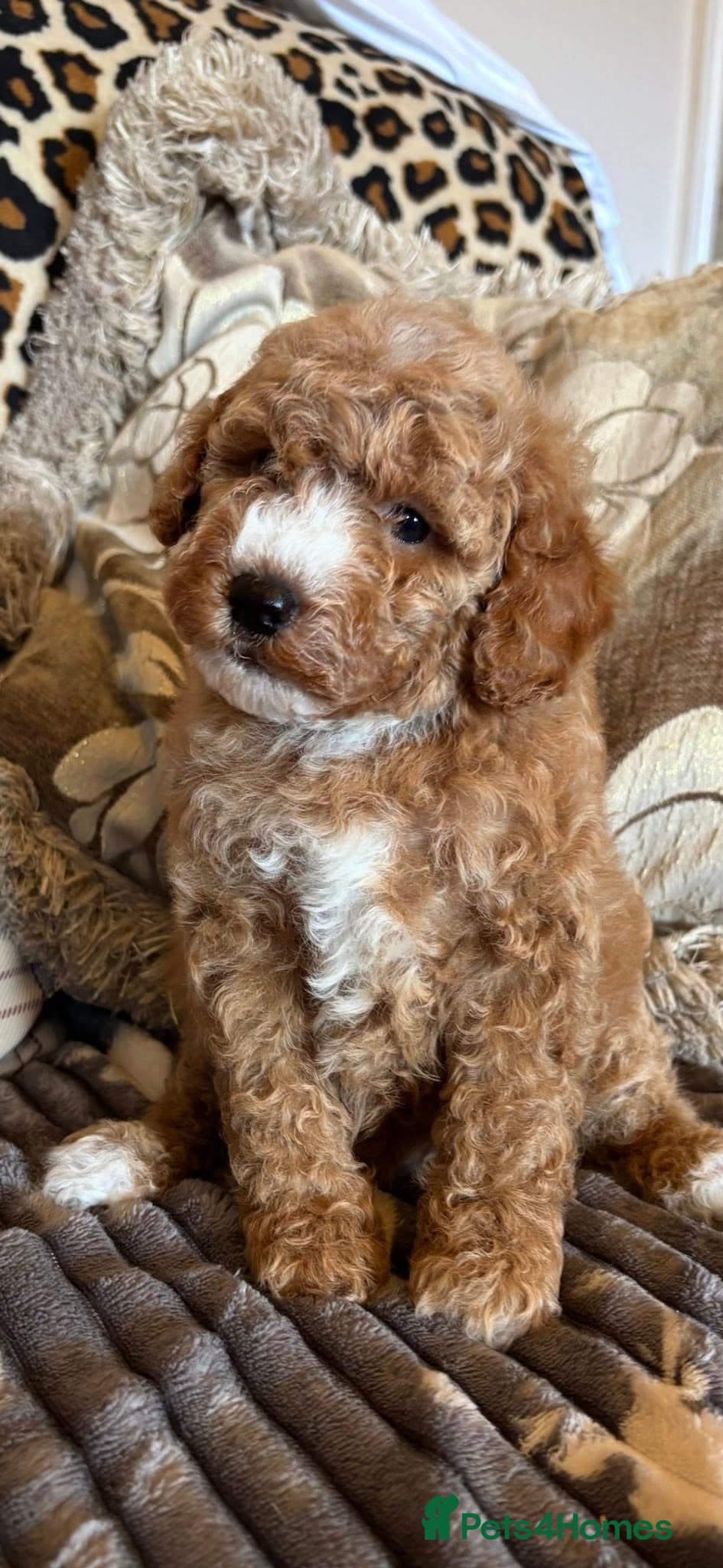 Cockapoo dogs F1b Red & Golden Cockapoos  - Advert 4