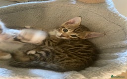 Bengal cats for sale: 3 BengalX kittens  - Image 12