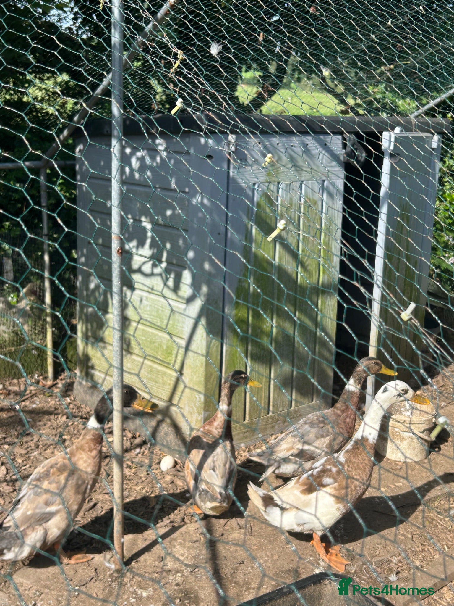 Ducks poultry 4 male ducks free to a good home  - Advert 1