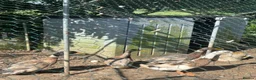 Ducks poultry for sale: 4 male ducks free to a good home  in Port Isaac - Advert 1