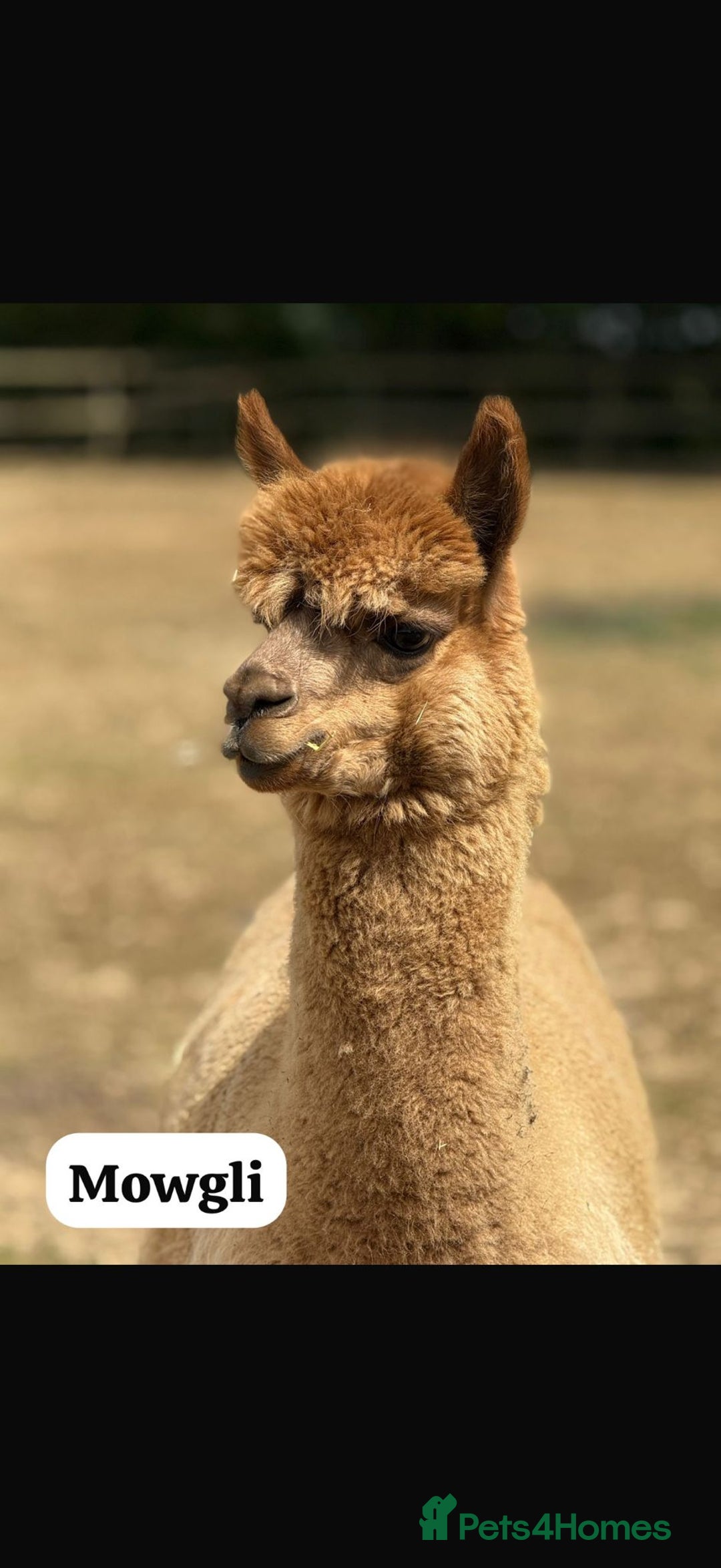 Alpaca livestock for sale: Alpaca Stud Males  - Image 2