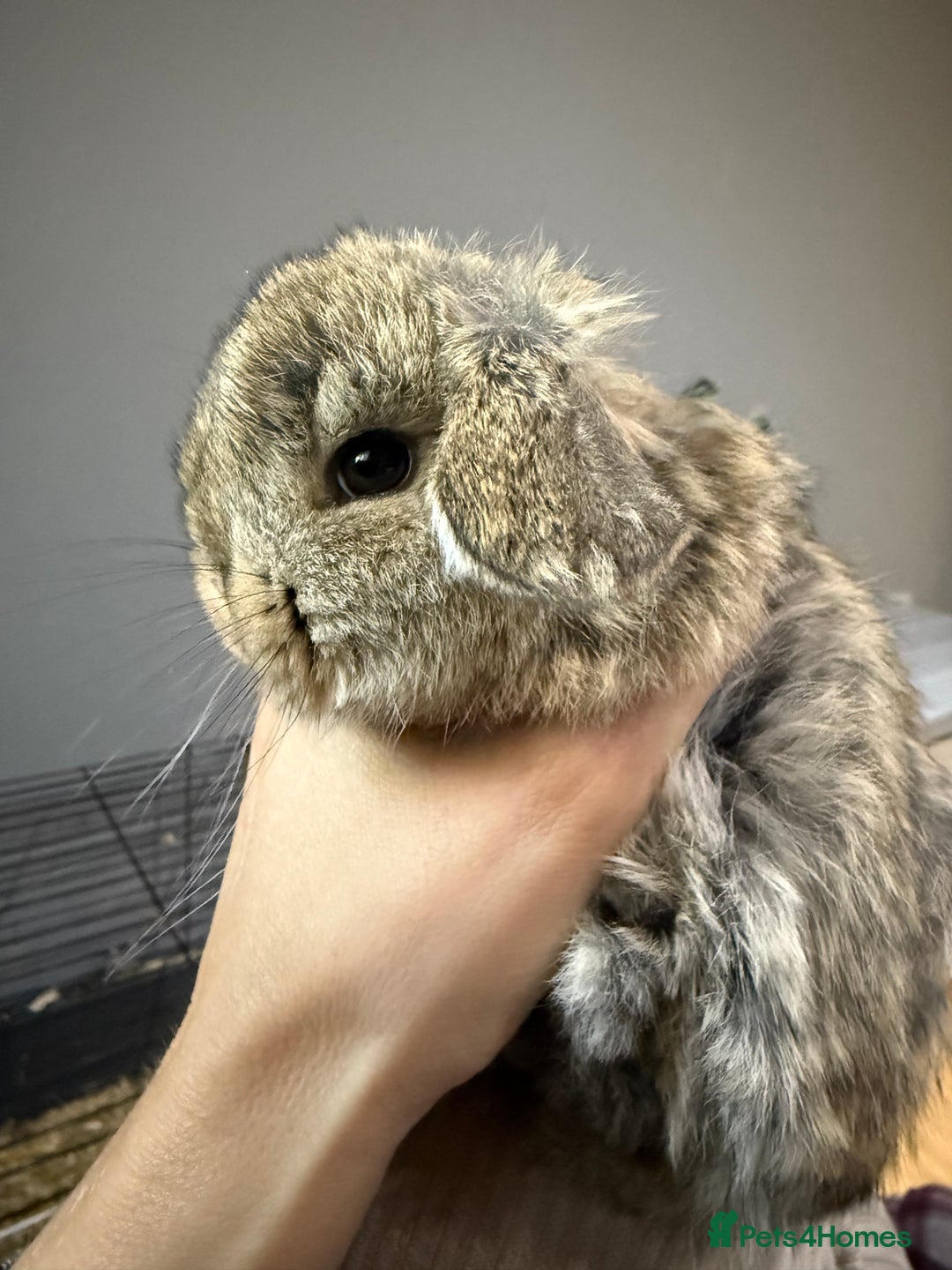 Mini Lop rabbits for sale: Exceptional BRC mini lops  - Advert 7