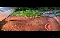 Tortoise reptiles for sale: Sulcata tortoise and set up - Image 4