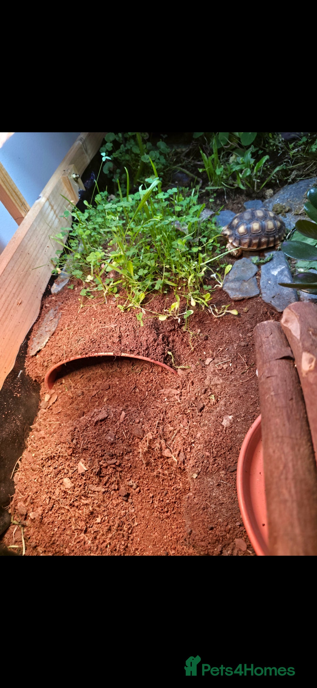 Tortoise reptiles for sale: Sulcata tortoise and set up - Image 4