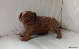 Cavapoo dogs for sale: Gorgeous Red F1 Cavapoo Puppies With H/T Parents - Image 16
