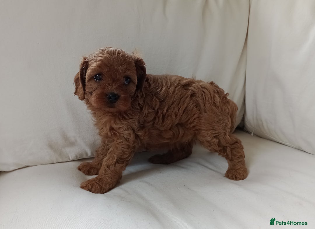 Cavapoo dogs for sale: Gorgeous Red F1 Cavapoo Puppies With H/T Parents - Image 16