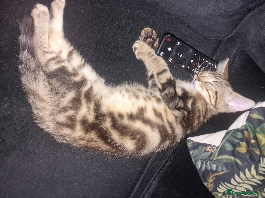 Domestic Shorthair cats for sale: 2 beautiful girls for sale  - Image 3