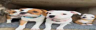 Staffordshire Bull Terrier 7