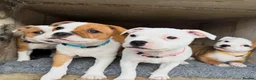 Staffordshire Bull Terrier dogs for sale: Beautiful Staffordshire Bull Terrier Puppies 🐾 in Richmond - Advert 4