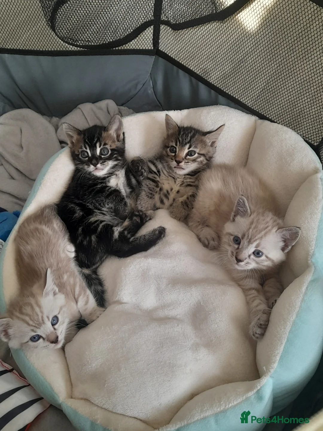 Bengal cats for sale: STUNNING BENGAL KITTENS - Advert 1