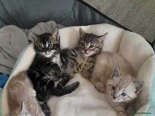 Bengal cats STUNNING BENGAL KITTENS - Advert 2