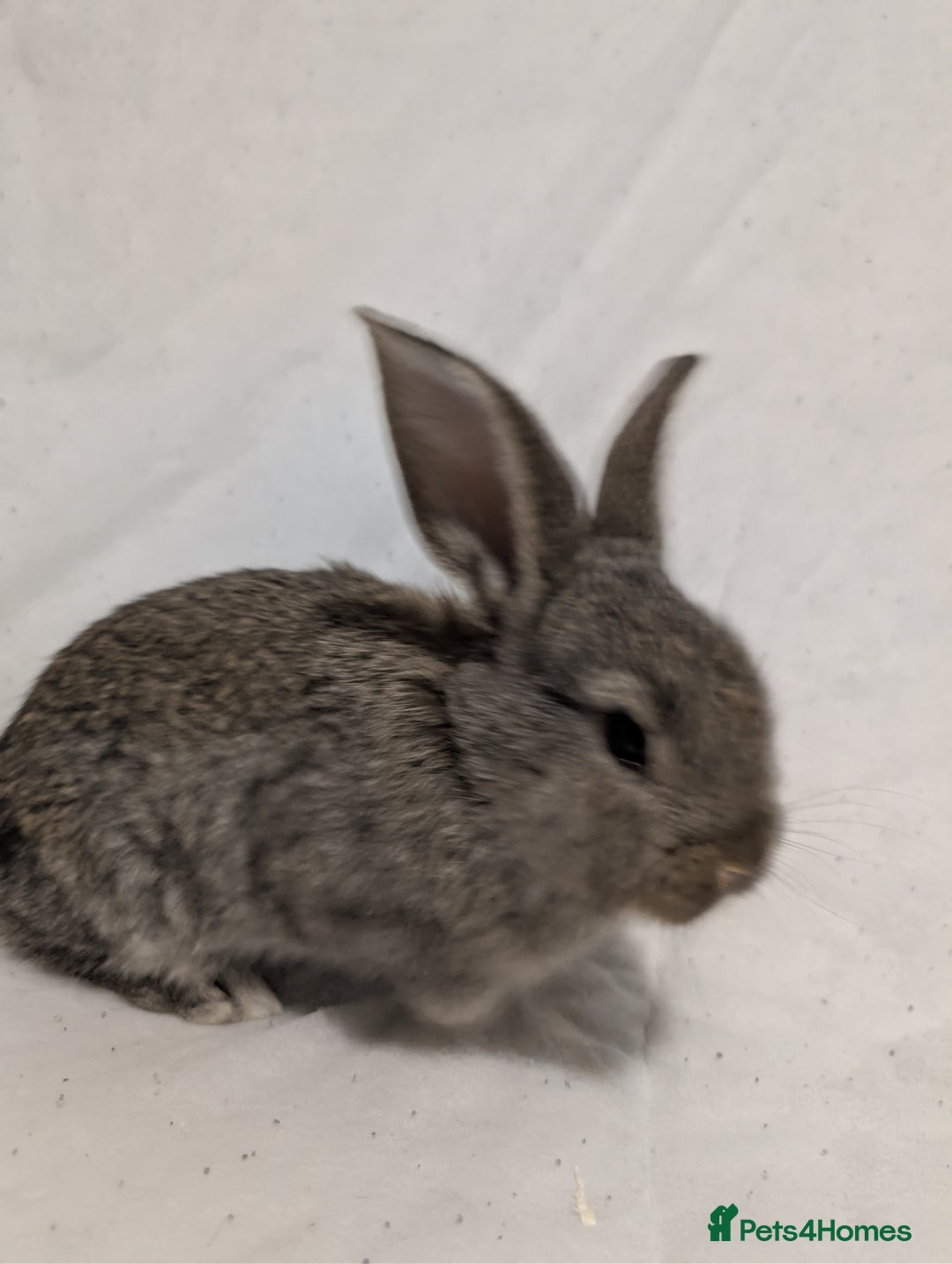 Mixed Breed rabbits for sale: New seller of rabbits - Image 18