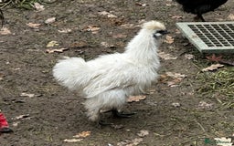 Chickens poultry for sale: Chicks,growers,point of lay all sizes hatching in Uckfield - Advert 1