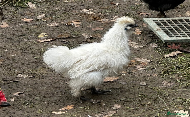 Chickens poultry in Uckfield - Advert 8