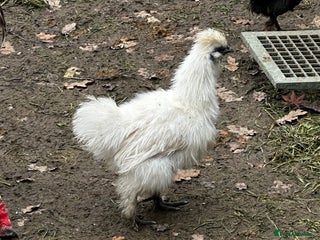 Chickens poultry for sale: Chicks,growers,point of lay all sizes hatching in Uckfield - Advert 3