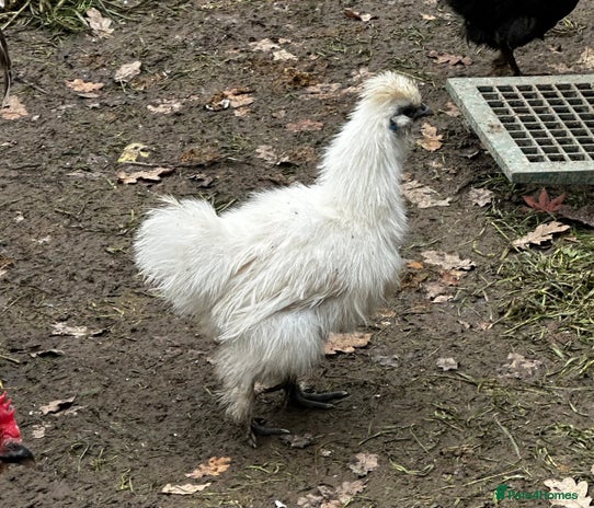 Chickens poultry in Uckfield - Advert 7