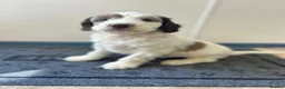 Sproodle dogs for sale: Miniature springerdoodle - Advert 7