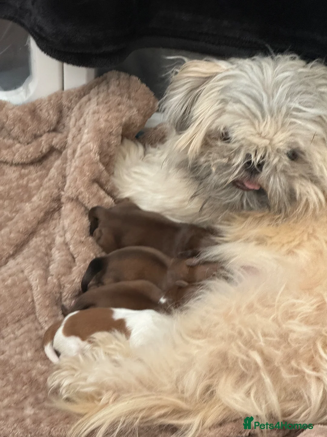 Shih Tzu dogs for sale: Tiny imperial shih tzu - Advert 1