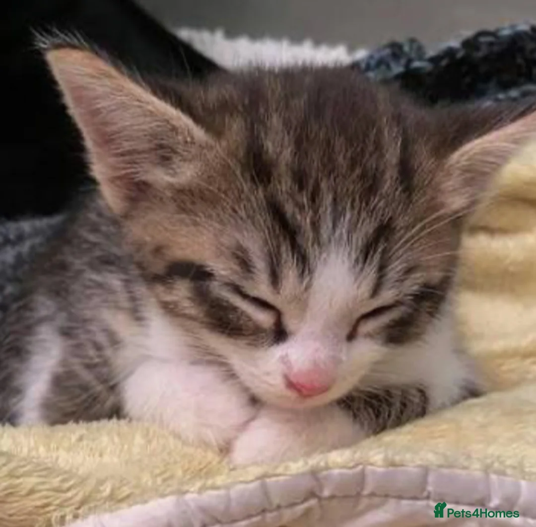 Mixed Breed cats for sale: Kitten available now  - Advert 1