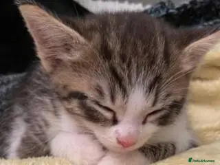 Mixed Breed cats Kitten available now - Advert 11