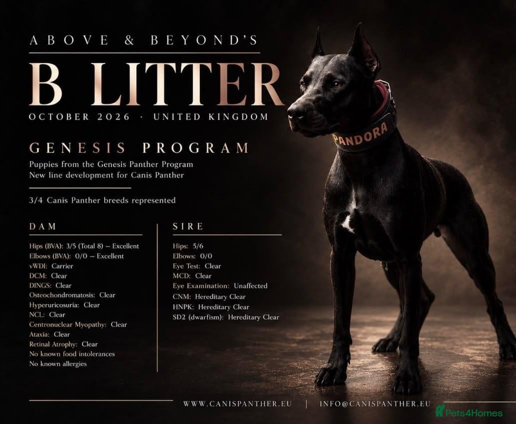 Mixed Breed dogs Canis Panther, Genesis Panther Puppies - Advert 1