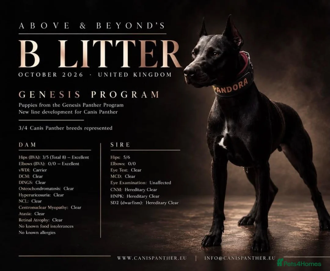 Mixed Breed dogs for sale: Canis Panther, Genesis Panther Puppies in Swanley - Advert 1