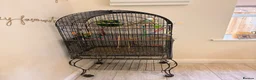 Budgerigars birds for sale: Pair of budgies  - Advert 2